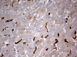 m00217 2 anti lkb1 stk11 mouse monoclonal antibody clone id oti0a3 ihc testing 9