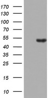 m00217 2 anti lkb1 stk11 mouse monoclonal antibody clone id oti0a3 wb testing 1