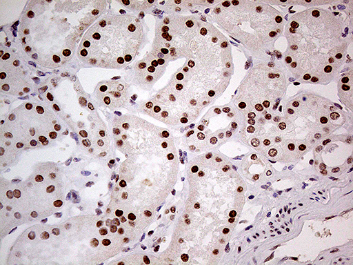 m00219 1 anti fto mouse monoclonal antibody clone id oti4a1 ihc testing 10