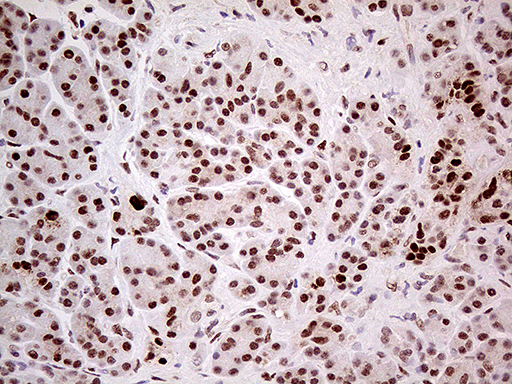m00219 1 anti fto mouse monoclonal antibody clone id oti4a1 ihc testing 4