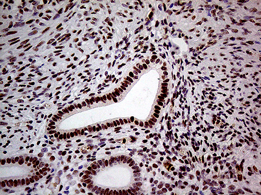 m00219 1 anti fto mouse monoclonal antibody clone id oti4a1 ihc testing 5