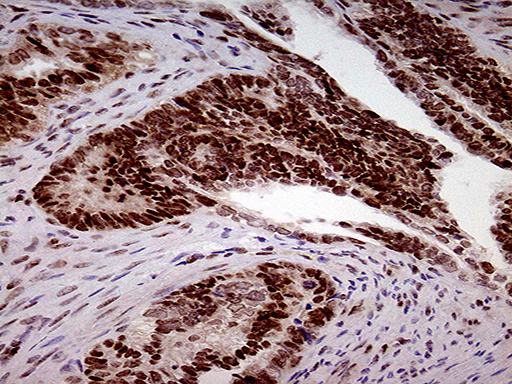 m00219 1 anti fto mouse monoclonal antibody clone id oti4a1 ihc testing 6