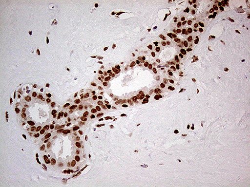 m00219 1 anti fto mouse monoclonal antibody clone id oti4a1 ihc testing 7