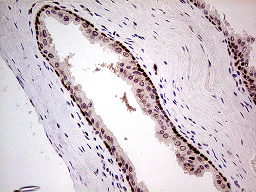 m00219 1 anti fto mouse monoclonal antibody clone id oti4a1 ihc testing 8