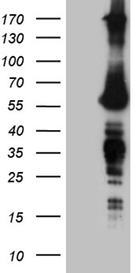 m00219 1 anti fto mouse monoclonal antibody clone id oti4a1 wb testing 1