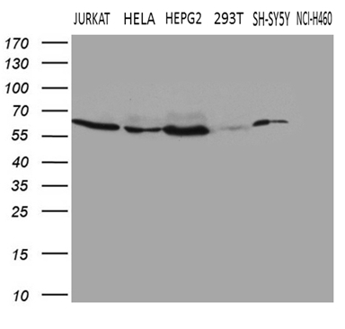 m00219 1 anti fto mouse monoclonal antibody clone id oti4a1 wb testing 2