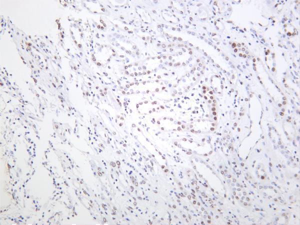 Human kidney was stained with anti-FTO rabbit antibody