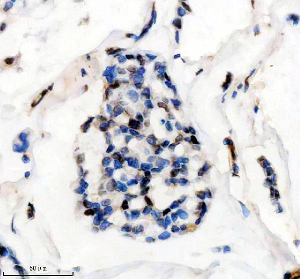 m00219 fto primary antibodies ihc testing 1