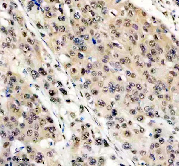 m00219 fto primary antibodies ihc testing 3