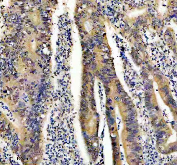 m00219 fto primary antibodies ihc testing 4