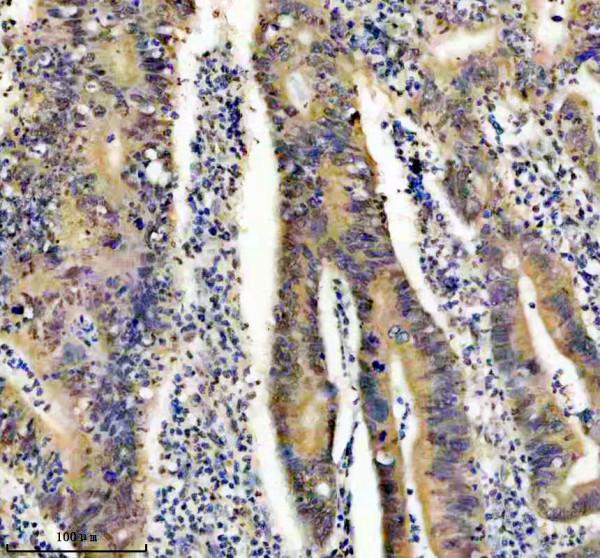 m00219 fto primary antibodies ihc testing 4_1