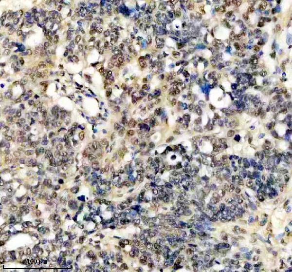 m00219 fto primary antibodies ihc testing 5