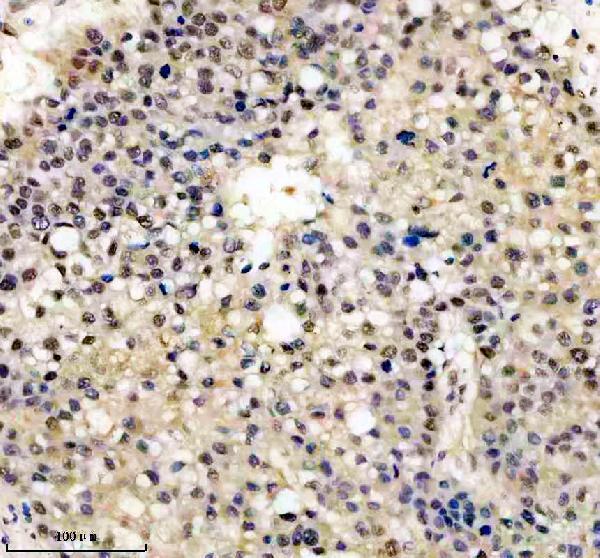 m00219 fto primary antibodies ihc testing 6