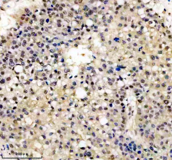 m00219 fto primary antibodies ihc testing 6_1