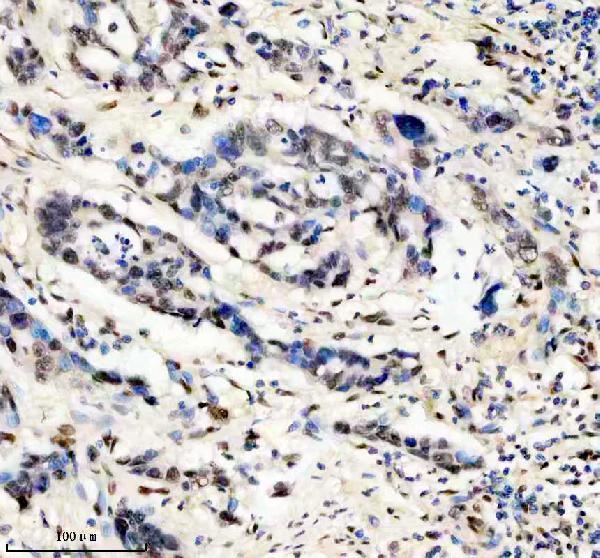 m00219 fto primary antibodies ihc testing 7