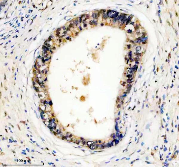 m00219 fto primary antibodies ihc testing 8_1