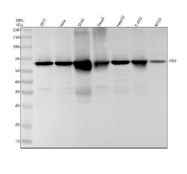 Western blot analysis of FTO using anti-FTO antibody (M00219)