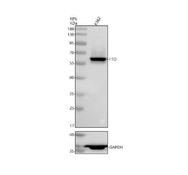 Western blot analysis of FTO using anti-FTO antibody (M00219)