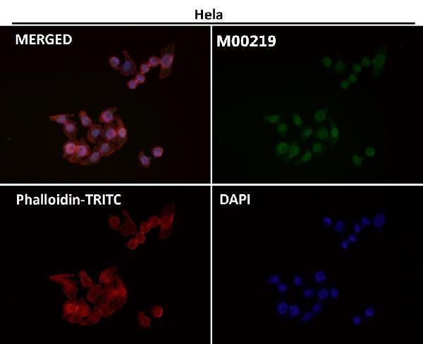 Immunofluorescent analysis using the Antibody at 1:50 dilution