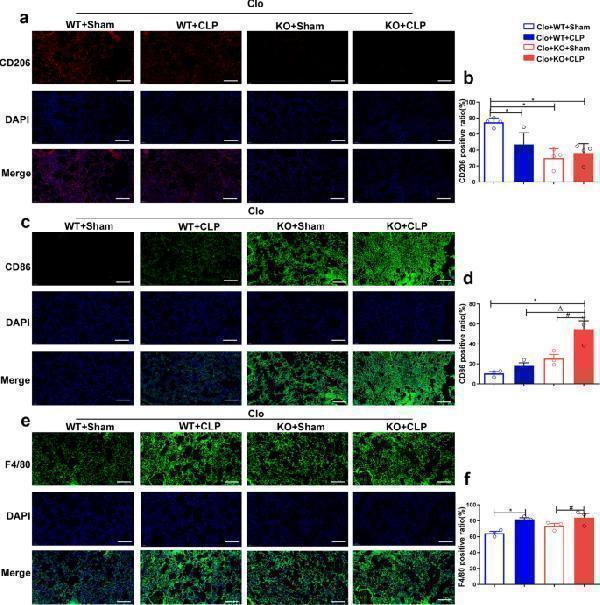 m00220 1 43556_2024_203_fig6_html