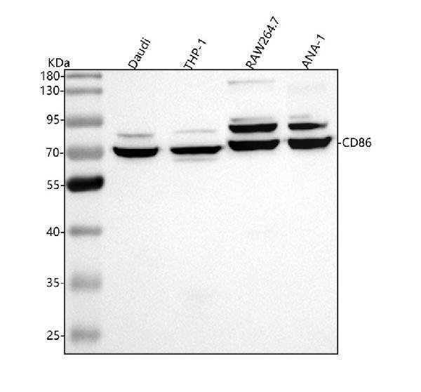 m00220 1 cd86 primary antibodies wb testing 1