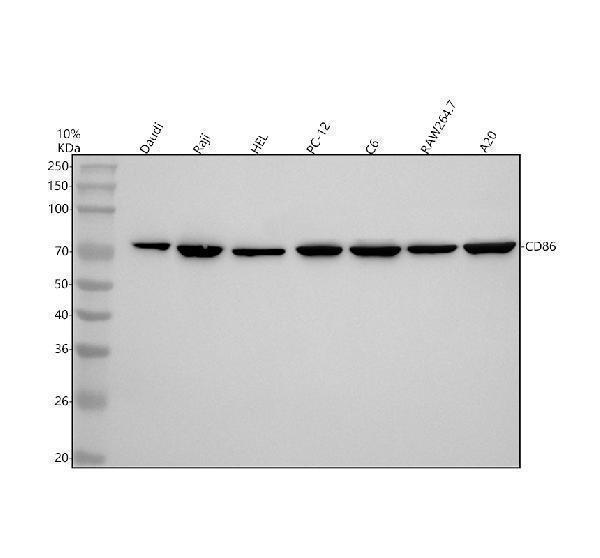 m00220 1 cd86 primary antibodies wb testing 2_1