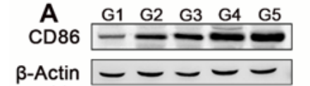 m00220 1 cd86 primary antibodies wb testing 3