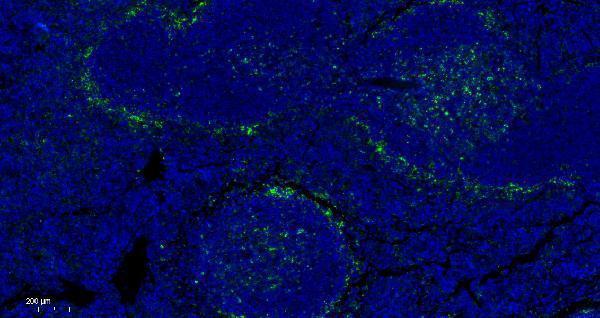 Immunofluorescence analysis of paraffin-embedded Mouse spleen