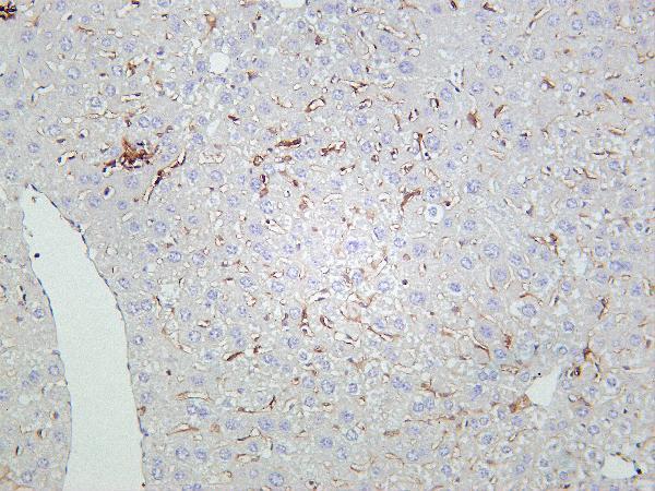 Mouse liver tissue was stained with Anti-CD86 rabbit Antibody