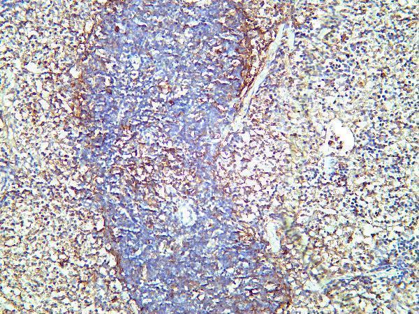 Mouse spleen tissue was stained with Anti-CD86 rabbit Antibody