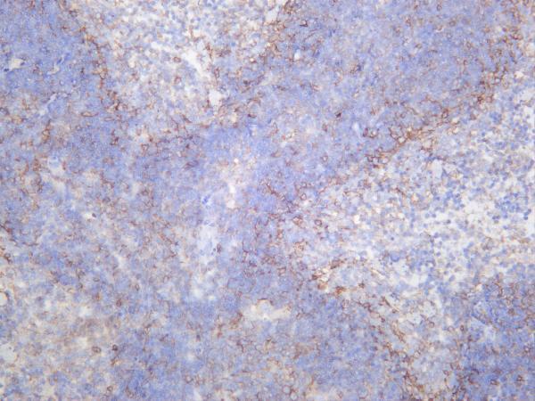 m00220 5 cd86 primary antibodies ihc testing 3