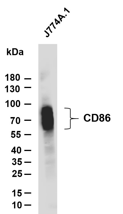 m00220 5 cd86 primary antibodies wb testing 1