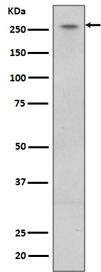 Western blot analysis of LRRK2 expression in U87-MG cell lysate