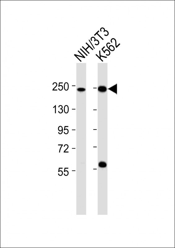 All lanes : Anti-Smarca4 Antibody (C-term) at 1:2000 dilutionLane 1: NIH/3T3 whole cell lysatesLane 2: K562 whole cell lysatesLysates/proteins at 20 µg per lane