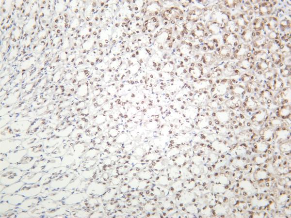 Rat stomach was stained with anti-BRG1 rabbit antibody