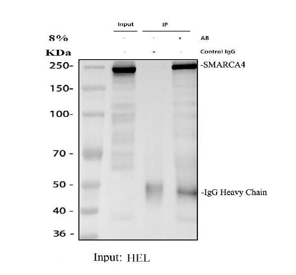 m00223 smarca4 primary antibodies ip testing 1