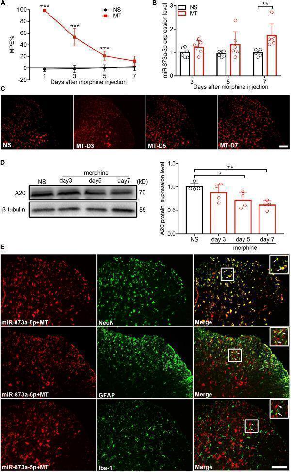 m00224 fnins 13 00347 g001