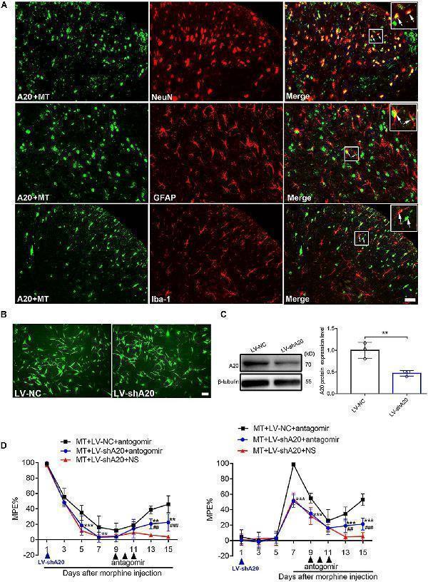 m00224 fnins 13 00347 g005
