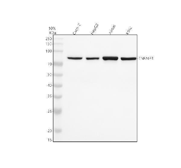 m00224 tnfaip3 primary antibodies wb testing 1