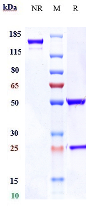Anti-AXL/UFO Reference Antibody (enapotamab) on SDS-PAGE under reducing (R) condition