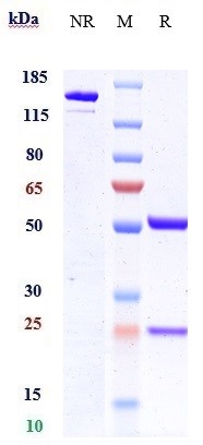 Anti-AXL/UFO Reference Antibody (mipasetamAb) on SDS-PAGE under reducing (R) condition