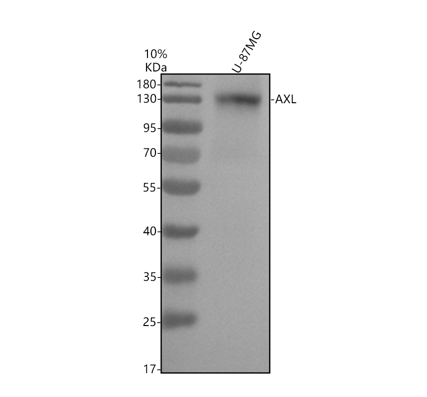 m00226 7 axl primary antibodies wb testing 1