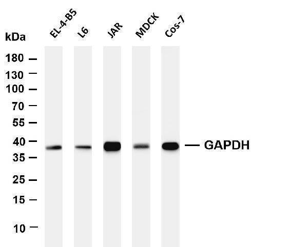 Various whole cell lysates were separated by 4-20% SDS-PAGE, and the membrane was blotted with anti-GAPDH antibody