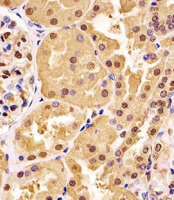 m00227 2 anti gapdh antibody ihc p testing 3