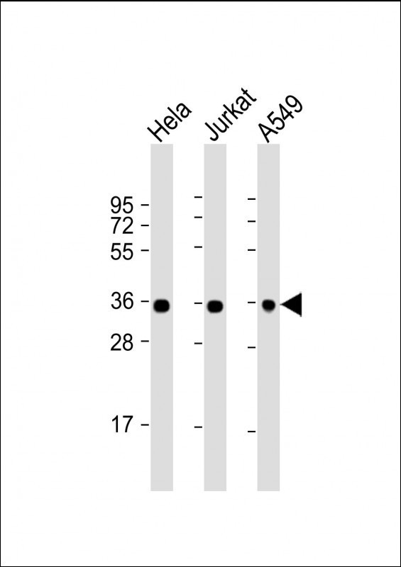 m00227 2 anti gapdh antibody wb testing 1