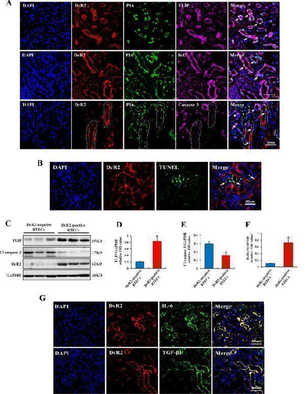 m00227 7 41419_2022_4972_fig3_html