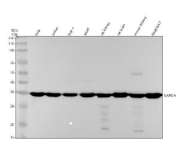 m00227 7 gapdh primary antibodies wb testing 1_1