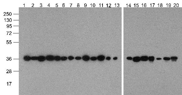 m00227 biotin gapdh primary antibodies wb testing 1