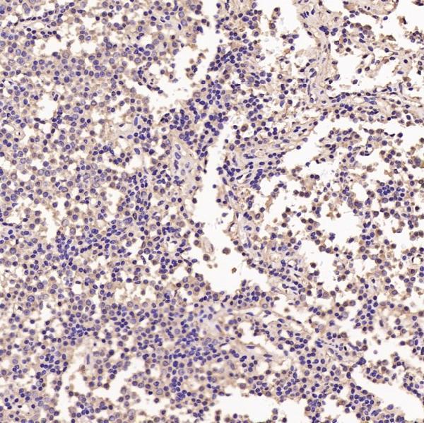 m00227 ihc7