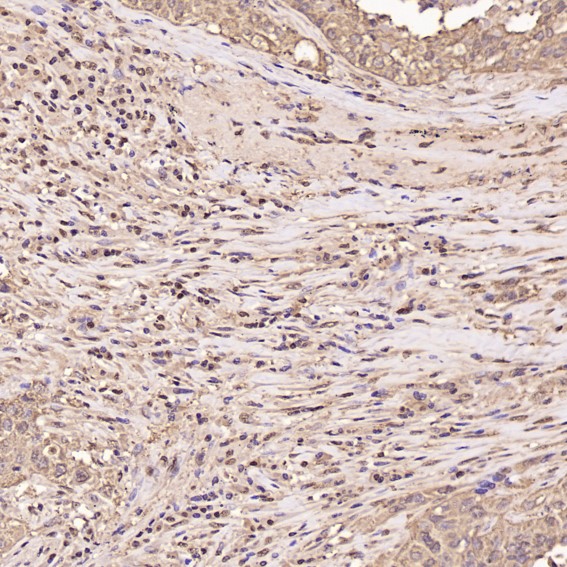 m00227 ihc8